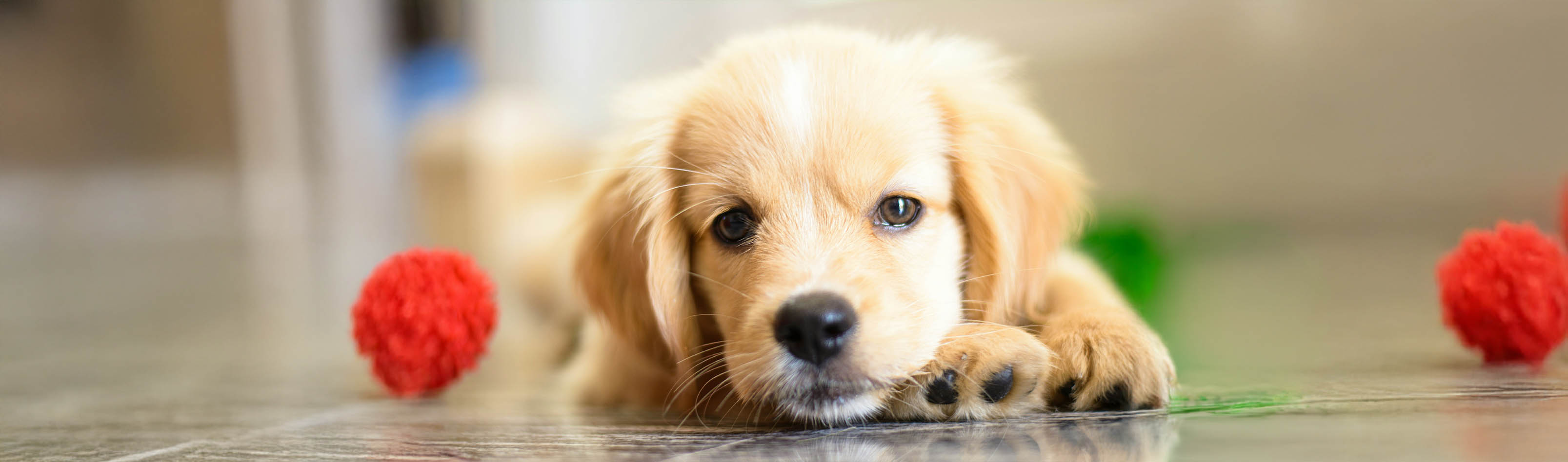 Pup die schattig kijkt